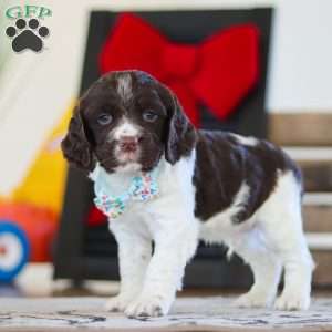 Leo, English Springer Spaniel Puppy