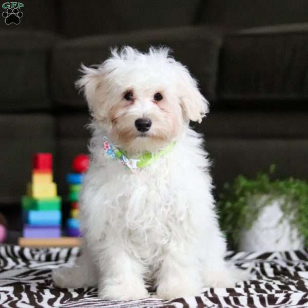 Leo, Maltipoo Puppy