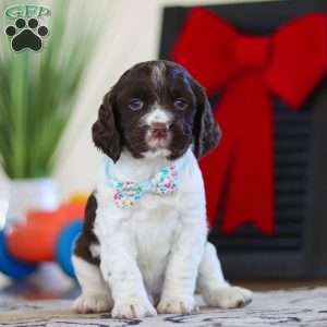 Leo, English Springer Spaniel Puppy