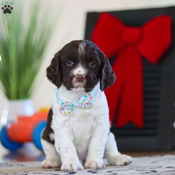 Leo, English Springer Spaniel Puppy