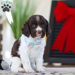 Leo, English Springer Spaniel Puppy