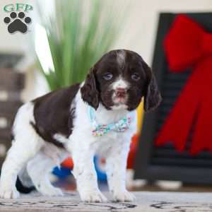 Leo, English Springer Spaniel Puppy