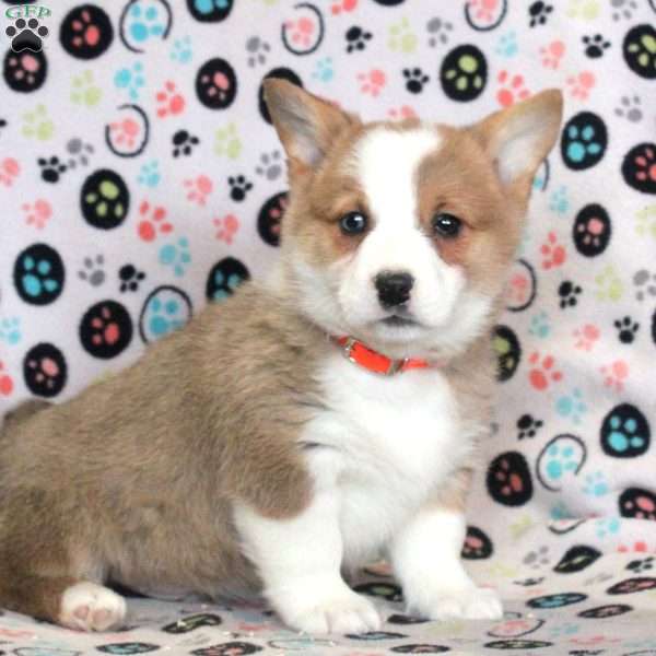 Leo, Pembroke Welsh Corgi Puppy