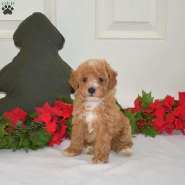 Leo, Miniature Poodle Puppy