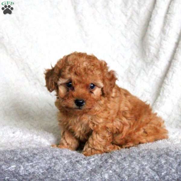 Leo, Toy Poodle Puppy