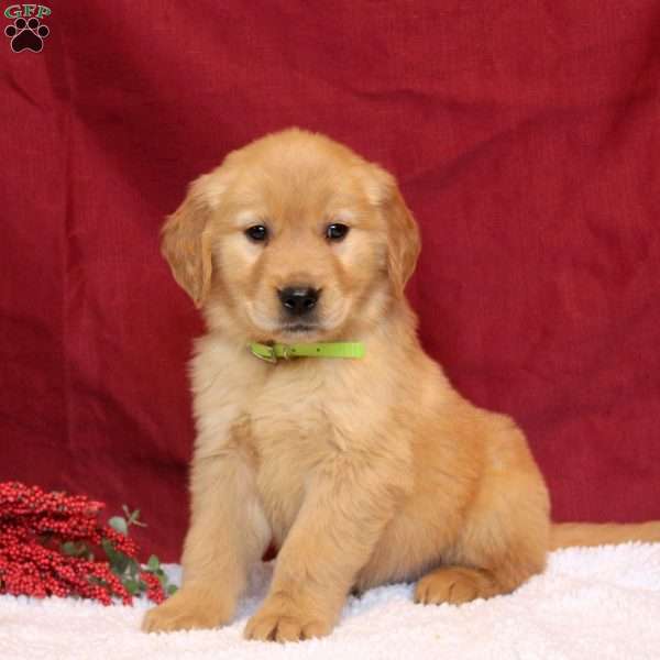 Leo, Golden Retriever Puppy