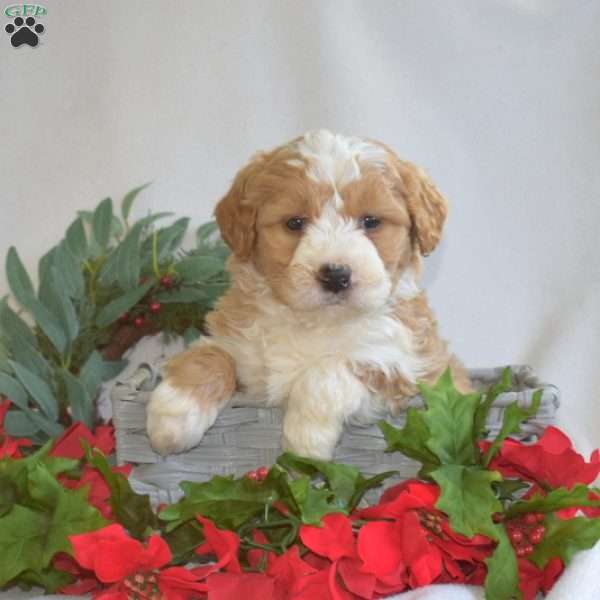 Leo, Mini Bernedoodle Puppy