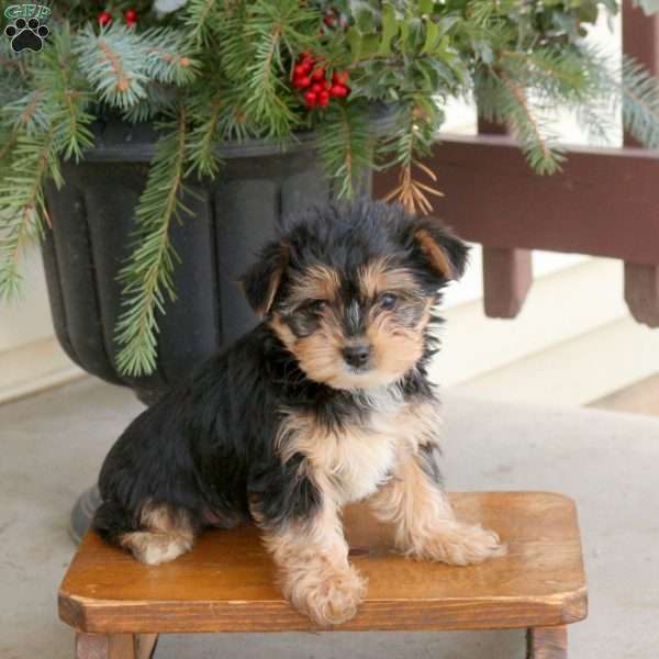 Leo, Yorkie Puppy