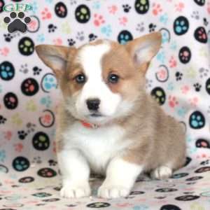 Leo, Pembroke Welsh Corgi Puppy