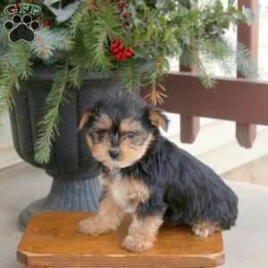 Leo, Yorkie Puppy