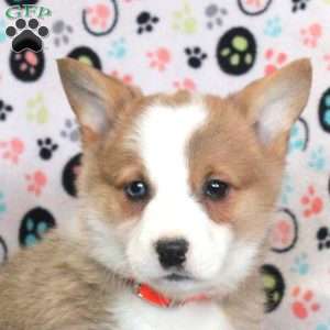 Leo, Pembroke Welsh Corgi Puppy