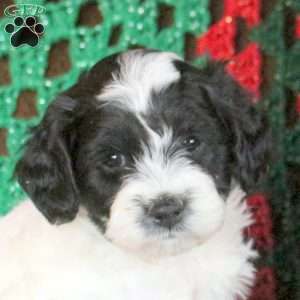 Leo, Cockapoo Puppy