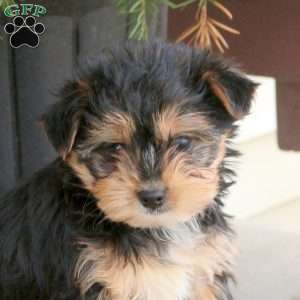 Leo, Yorkie Puppy