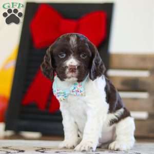 Leo, English Springer Spaniel Puppy