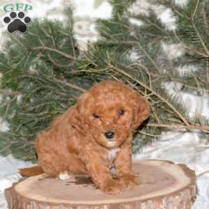 Leona, Mini Goldendoodle Puppy