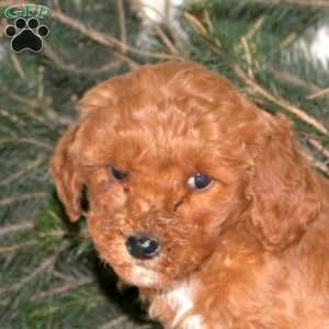 Leona, Mini Goldendoodle Puppy