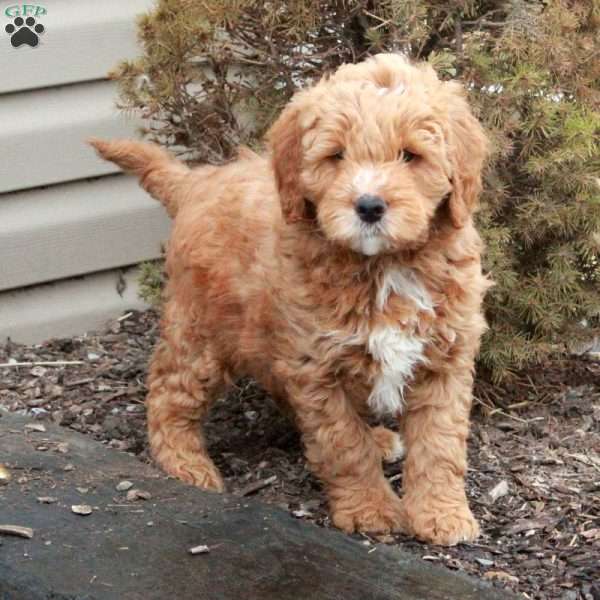 Leto, Mini Goldendoodle Puppy