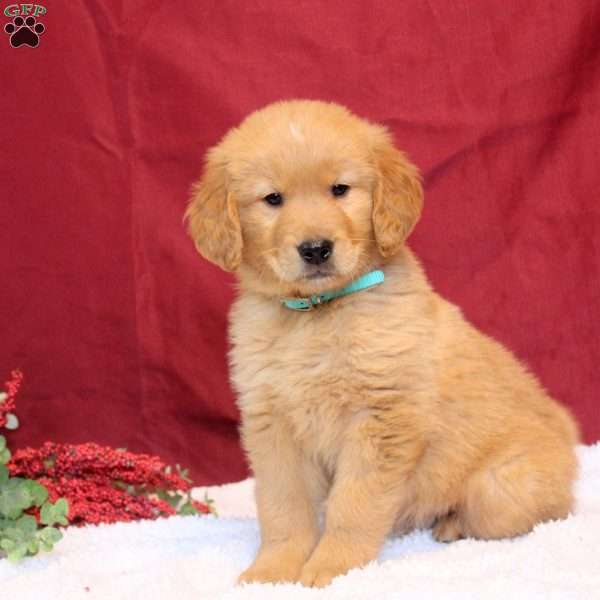 Levi, Golden Retriever Puppy