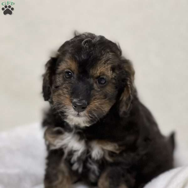 Levi, Shih-Poo Puppy