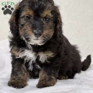 Levi, Shih-Poo Puppy