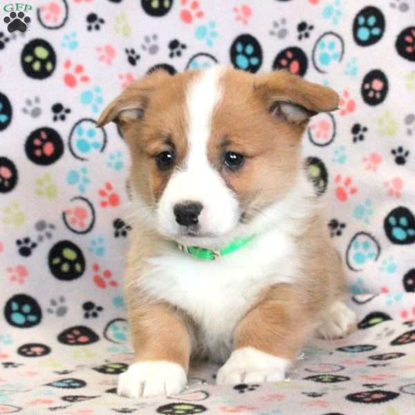 Lewis, Pembroke Welsh Corgi Puppy