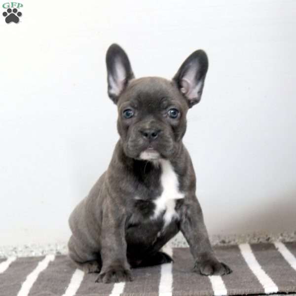 Lewis, Frenchton Puppy