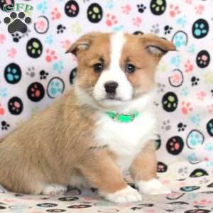 Lewis, Pembroke Welsh Corgi Puppy