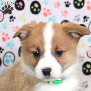 Lewis, Pembroke Welsh Corgi Puppy