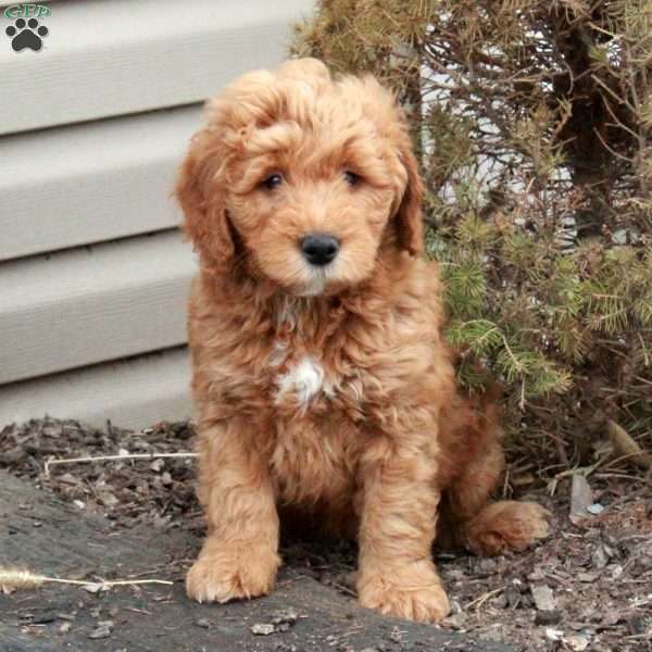 Lex, Mini Goldendoodle Puppy