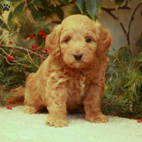 Lexi, Mini Goldendoodle Puppy