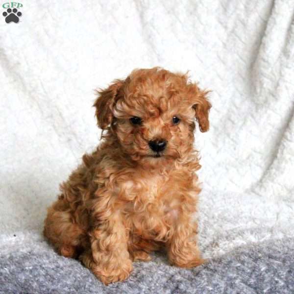 Lexi, Toy Poodle Puppy