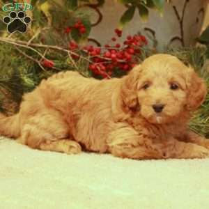 Lexi, Mini Goldendoodle Puppy