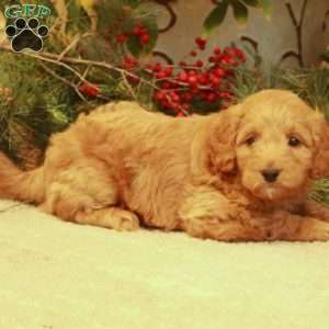 Lexi, Mini Goldendoodle Puppy