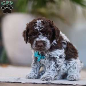 Liam, Lagotto Romagnolo Puppy