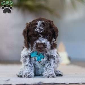 Liam, Lagotto Romagnolo Puppy