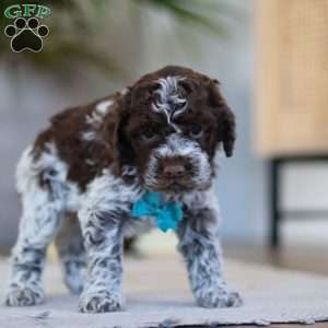 Liam, Lagotto Romagnolo Puppy