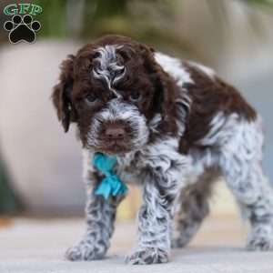 Liam, Lagotto Romagnolo Puppy