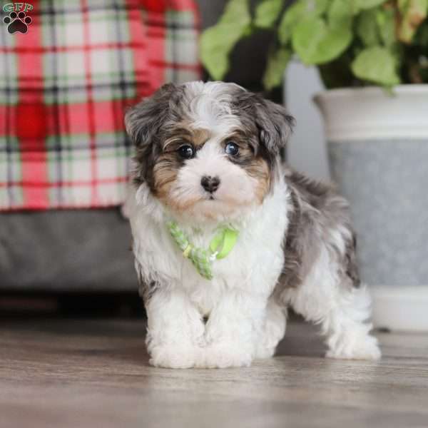 Liam, Maltipoo Puppy