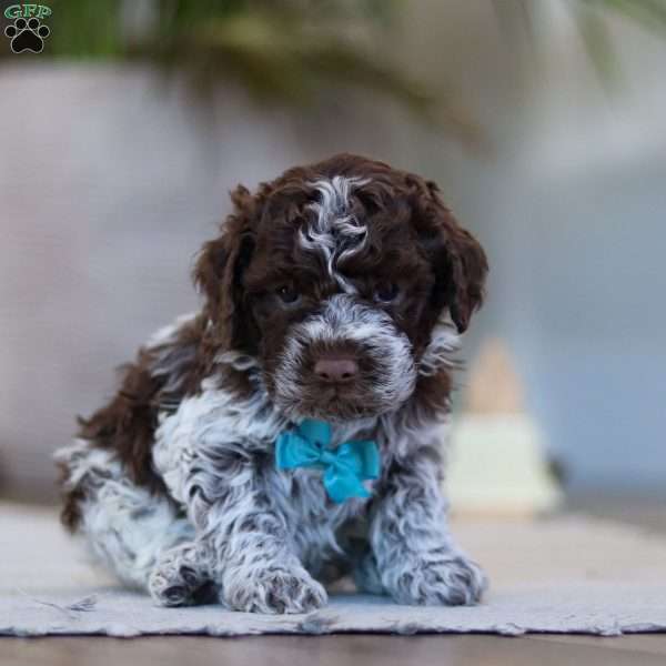 Liam, Lagotto Romagnolo Puppy