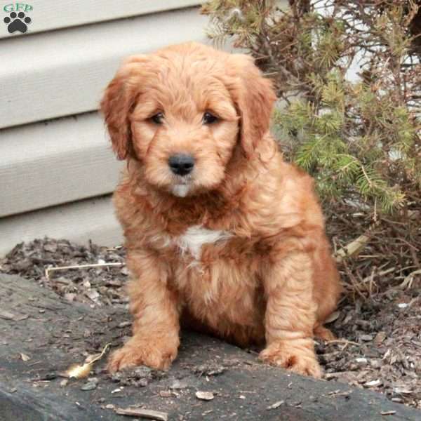 Liam, Mini Goldendoodle Puppy