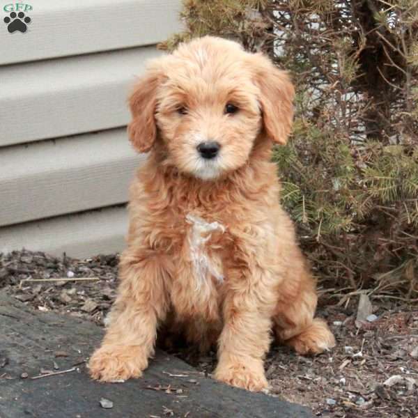 Libby, Mini Goldendoodle Puppy