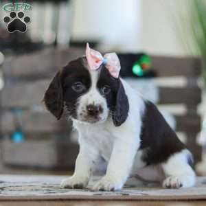 Lila, English Springer Spaniel Puppy