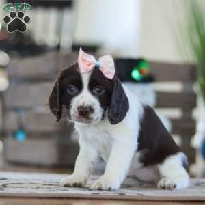 Lila, English Springer Spaniel Puppy