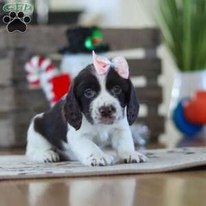 Lila, English Springer Spaniel Puppy