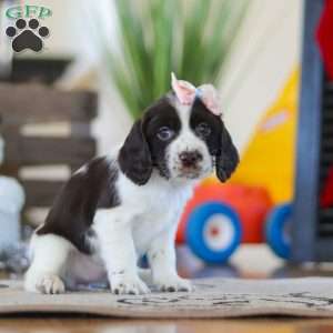 Lila, English Springer Spaniel Puppy