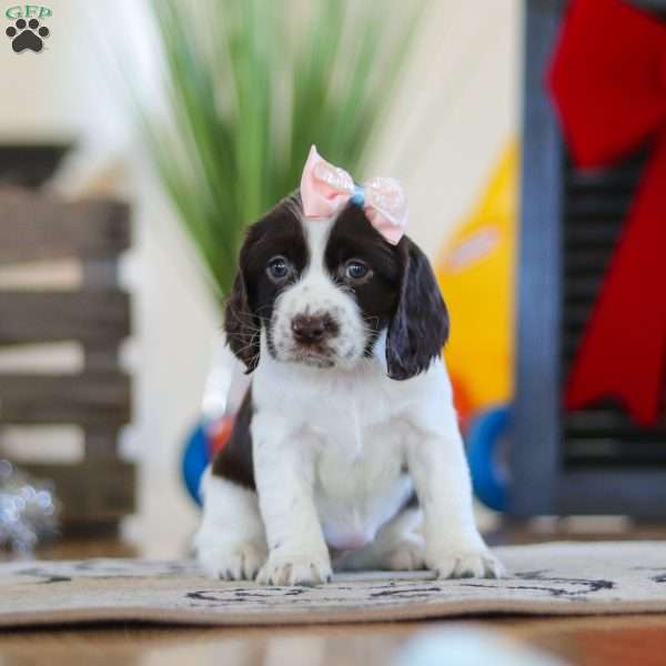 Lila, English Springer Spaniel Puppy