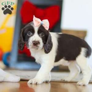 Lila, English Springer Spaniel Puppy