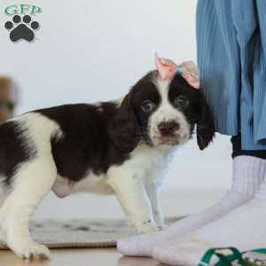 Lila, English Springer Spaniel Puppy