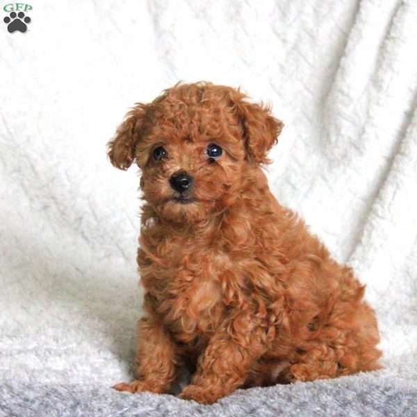 Lila, Toy Poodle Puppy