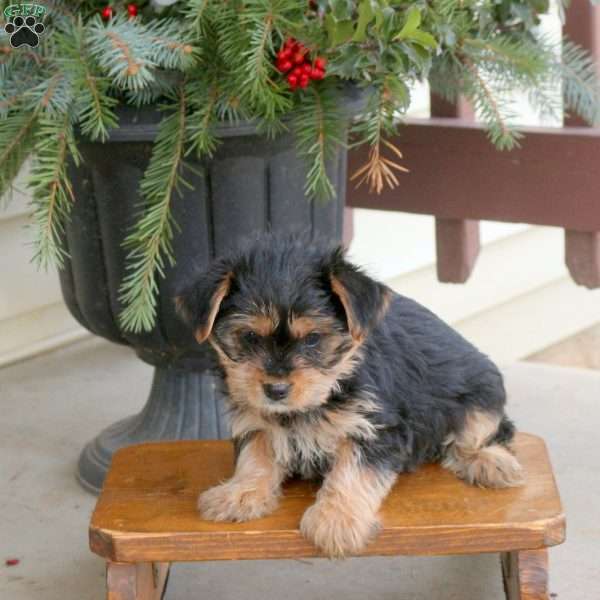 Lila, Yorkie Puppy